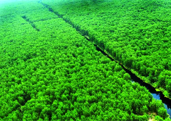 APP Indonesia piantagioni di acacia