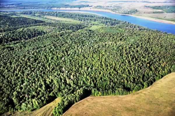 Vista aerea foresta