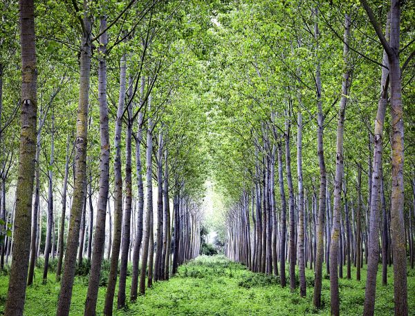 Bosco di pioppi