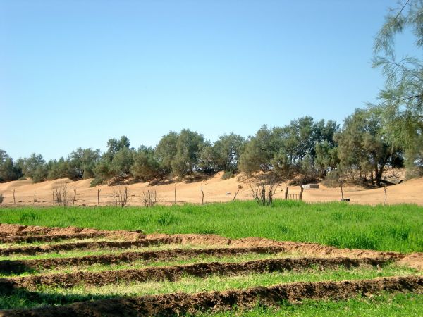 Coltivazione di cereali in un'oasi nel sud della Tunisia