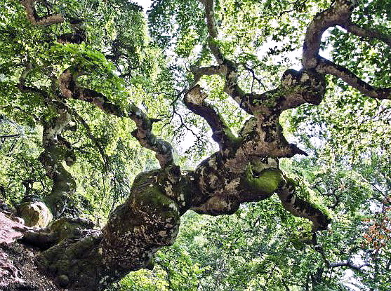 Faggio di San Francesco