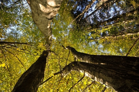 Progetto GAIA Bologna