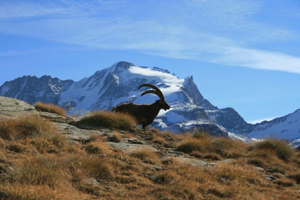 Stambecco con Gran Paradiso sullo sfondo