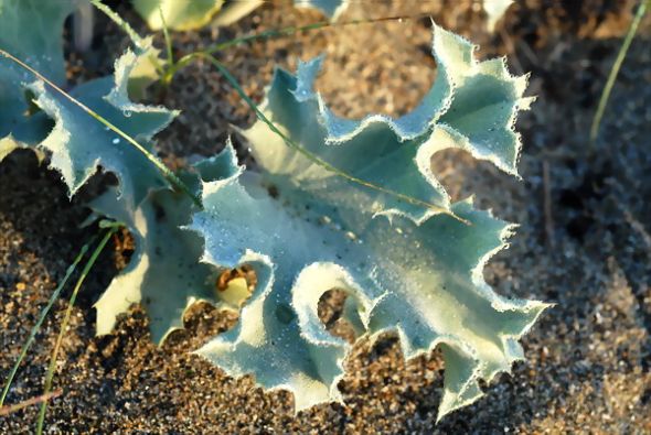 Foglia - Protectaweb