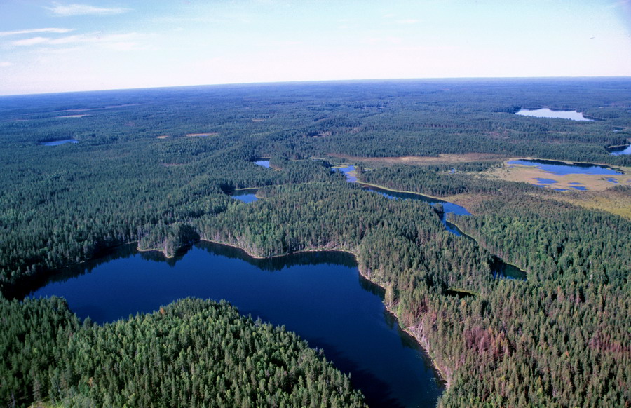 Foresta in Svezia