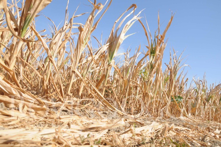 Stress salino - agricoltura