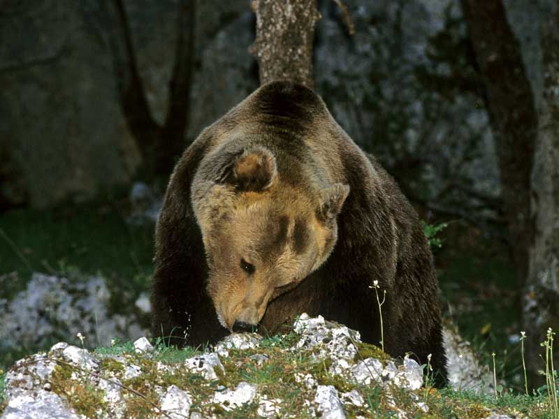 Orso marsicano