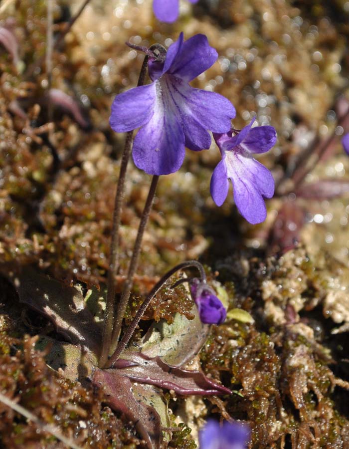 Pinguicola di Poldini. Photo: P. Vignut