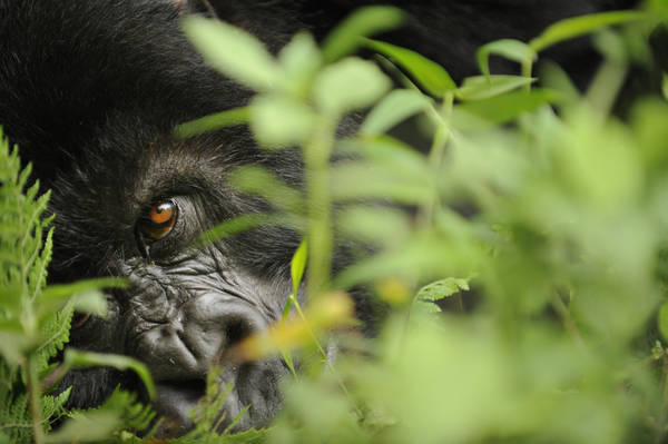 Virunga
