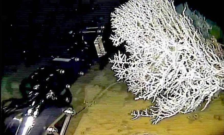 Coralli bianchi - Liguria