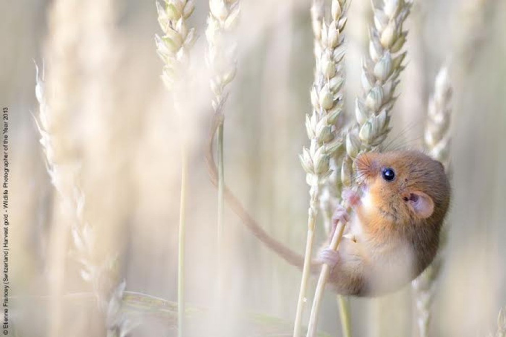 Wildlife Photographer of the Year