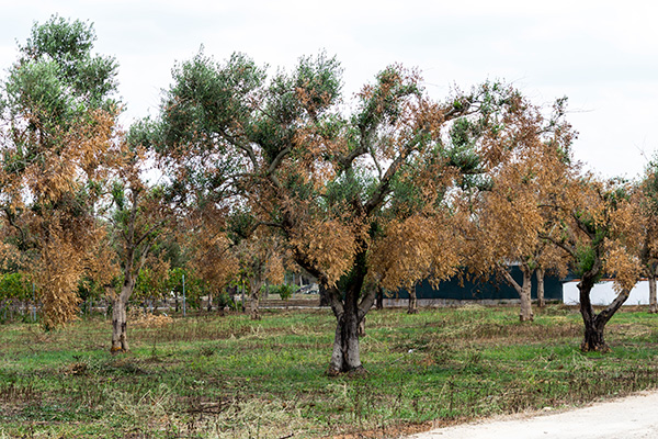 Xylella