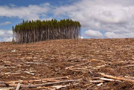 Deforestazione