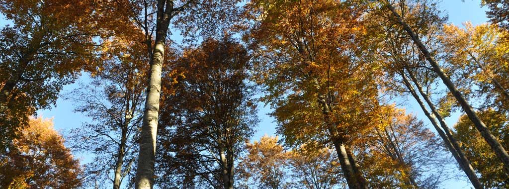 Foresta