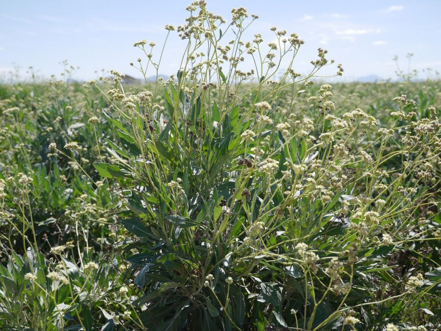 guayule
