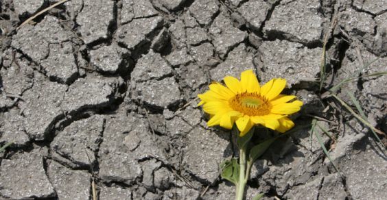 LA BUONA NOTIZIA… Fitodecontaminazione: l’Italia sale in cattedra! Fitodecontaminazione