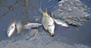 inquinamento mercurio