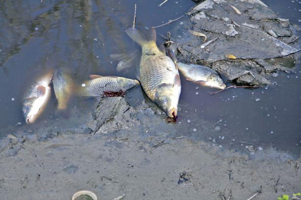 inquinamento mercurio inquinamento mercurio