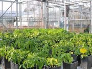 Agroinnova - Università Torino