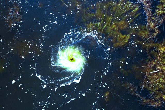 PROTECTAweb_Albarello-Oceani_ap