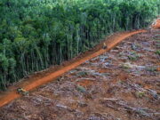 Scenari innovativi frenano la deforestazione del Pianeta