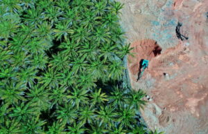 Biocarburanti, il paradosso verde