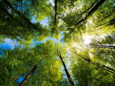 Per la Giornata Mondiale dell’Ambiente, il messaggio del Ministro Gilberto Pichetto Fratin
