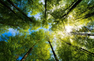 Per la Giornata Mondiale dell’Ambiente, il messaggio del Ministro Gilberto Pichetto Fratin