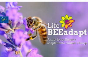 MASE: progetto LIFE BEEadapt per l’adattamento degli impollinatori ai cambiamenti climatici