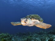 MASE: per la Biodiversità nascono 8 nuovi siti «Natura 2000» in alto mare