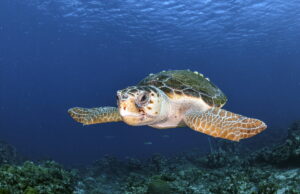 MASE: per la Biodiversità nascono 8 nuovi siti «Natura 2000» in alto mare