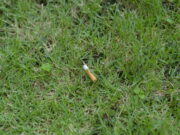 Avviata la consultazione pubblica sul regime di responsabilità estesa del produttore (EPR) per la filiera dei prodotti del tabacco